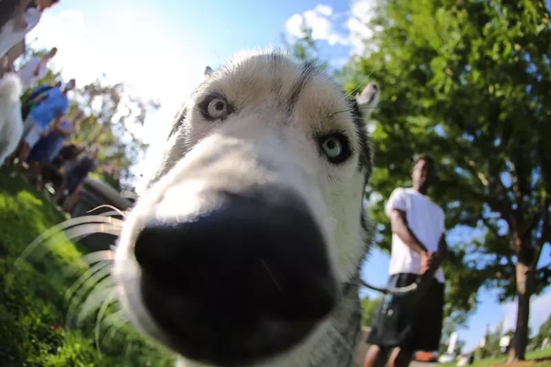 Image: It's a dog's life.