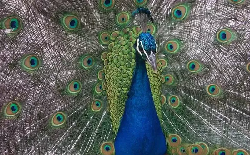 Image: The Peacocks Have Flown the Coop at the Denver Zoo