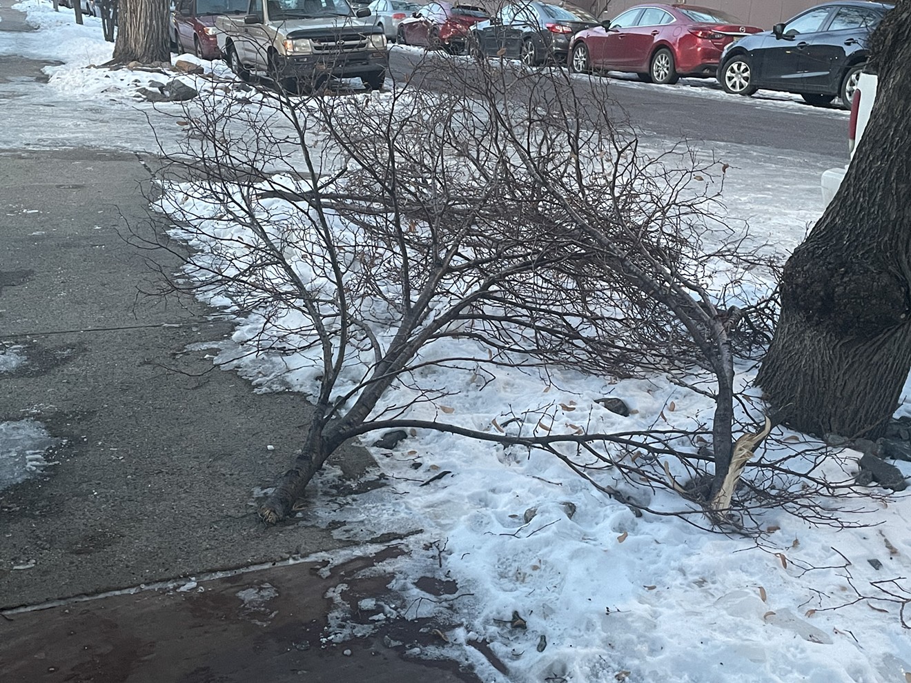 Tree branches have found unfortunate new homes on the ground, and if this is in front of your house, you're on the hook for the cleanup.