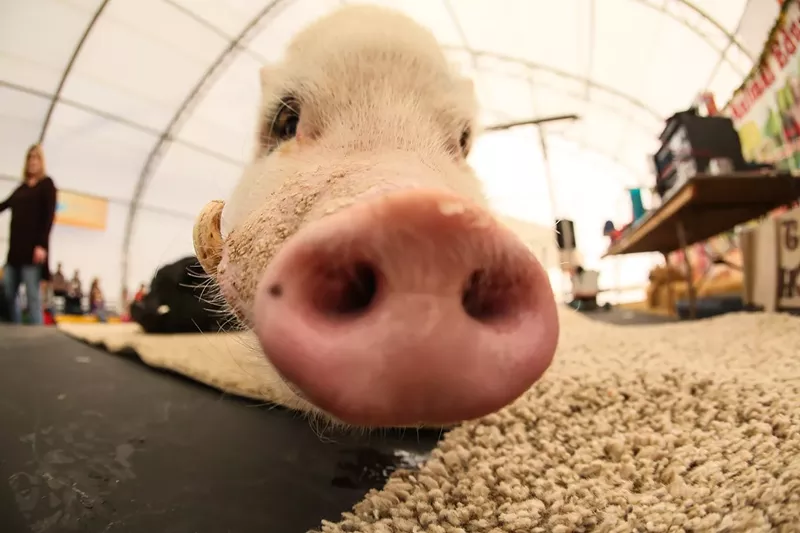 Image: This little piggy went to church on Thursday.