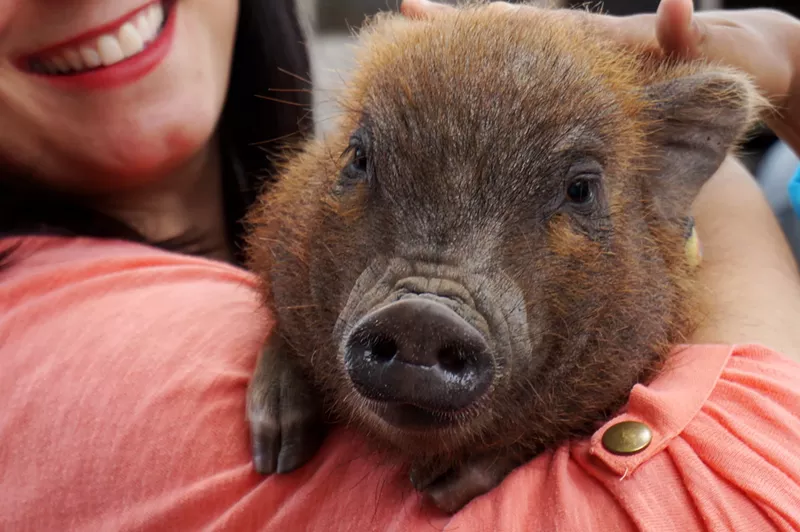 Image: This little oinker could not be more excited to ring in the Year of the Pig.