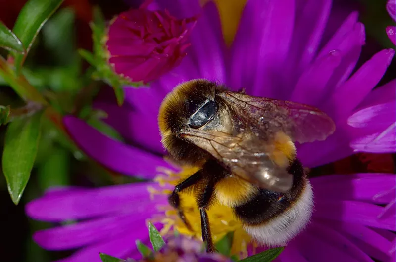 Image: Fun fact: Bees actually hate Honey Nut Cheerios, Nasonex and Jerry Seinfeld.