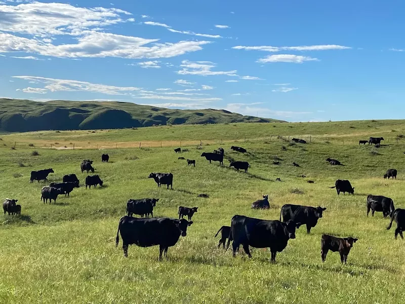 Image: The Connealy Angus pasture in Nebraska.