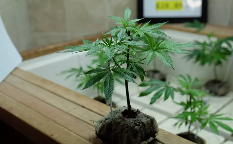 Image: Denver Dispensaries That Still Sell Clones