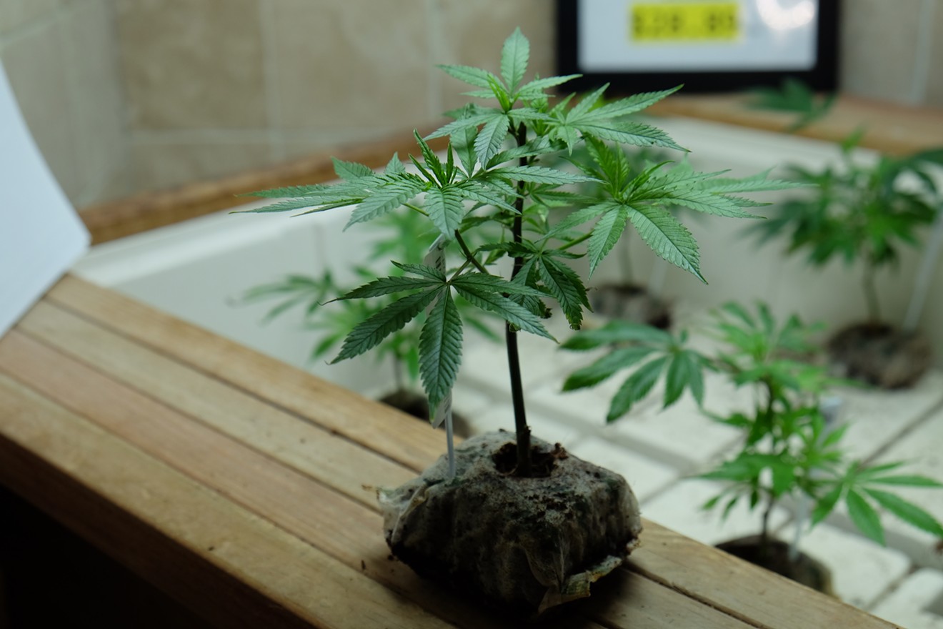 A marijuana clone on display at L'Eagle.
