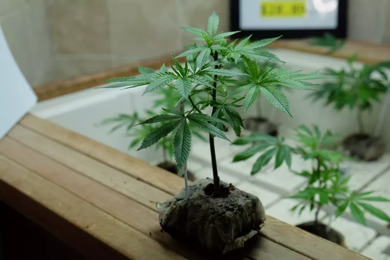 Image: A marijuana clone on display at L'Eagle.