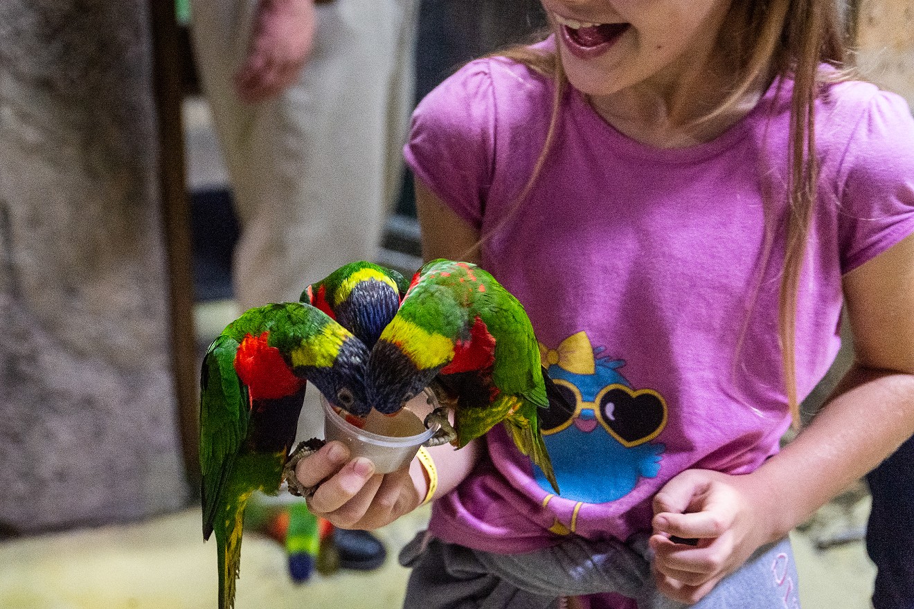 Anna Bulanova feeds nectar to rainbow lorikeets at SeaQuest, which land on her hands, arms, feet and, briefly, her head.