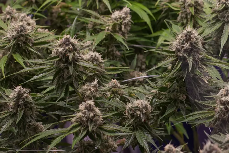 Image: Colorado's cannabis industry is maturing, but not without growing pains.