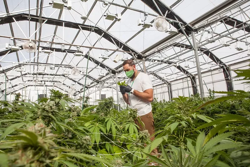 Image: Commercial cannabis was one of the few industries to boom during the COVID-19 pandemic.