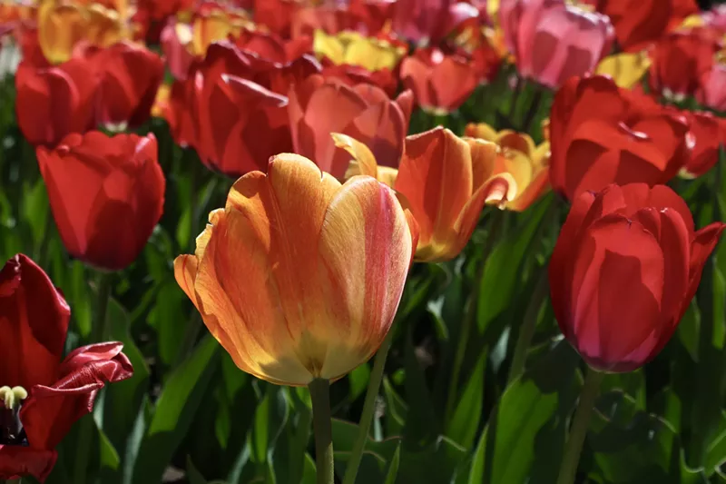 Image: Orange, red and yellow flowers