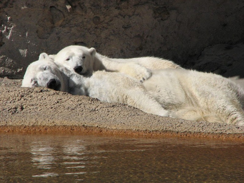 Cranbeary and Lee in happier times.