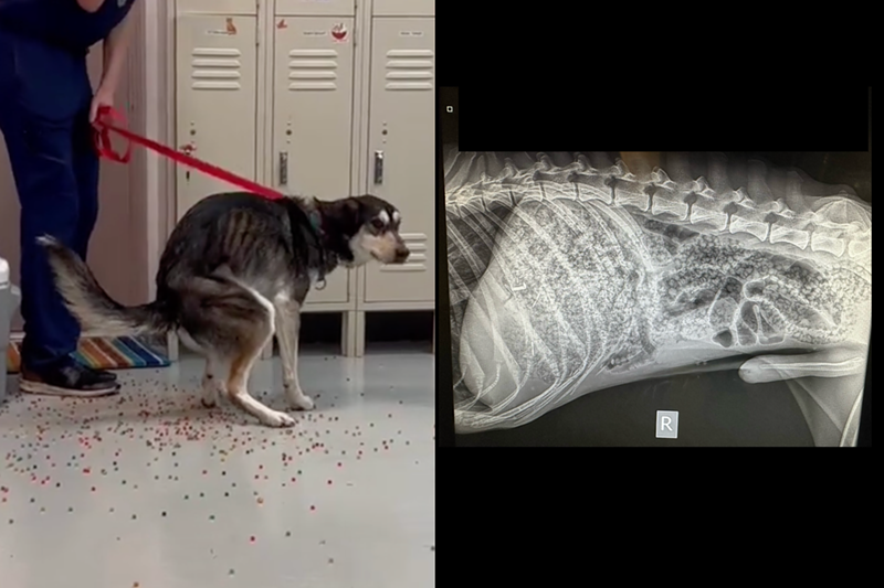 Image: Orion received surgery to remove the remaining Orbeez from his system, his vet says.