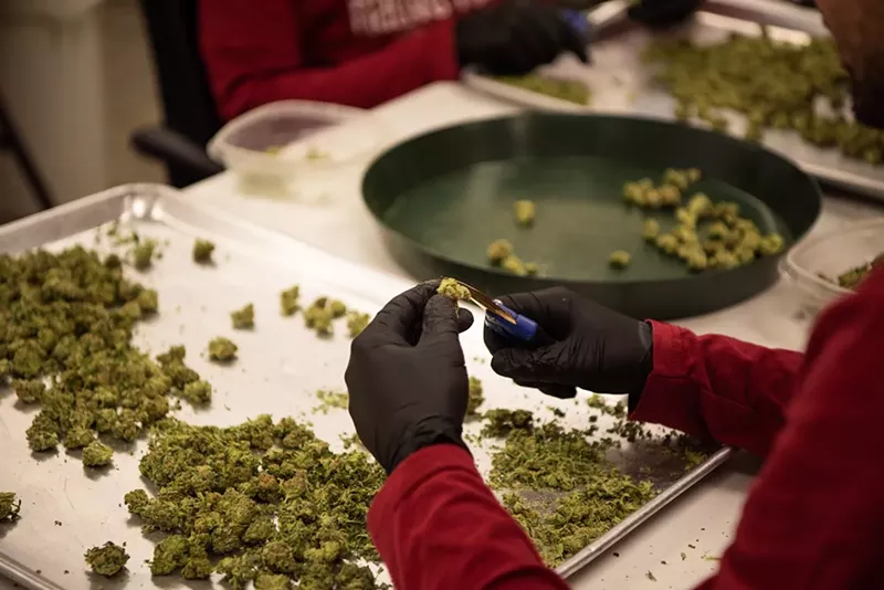 Image: Trimming is a low-level job in the cannabis industry, but it's an easy job to land.