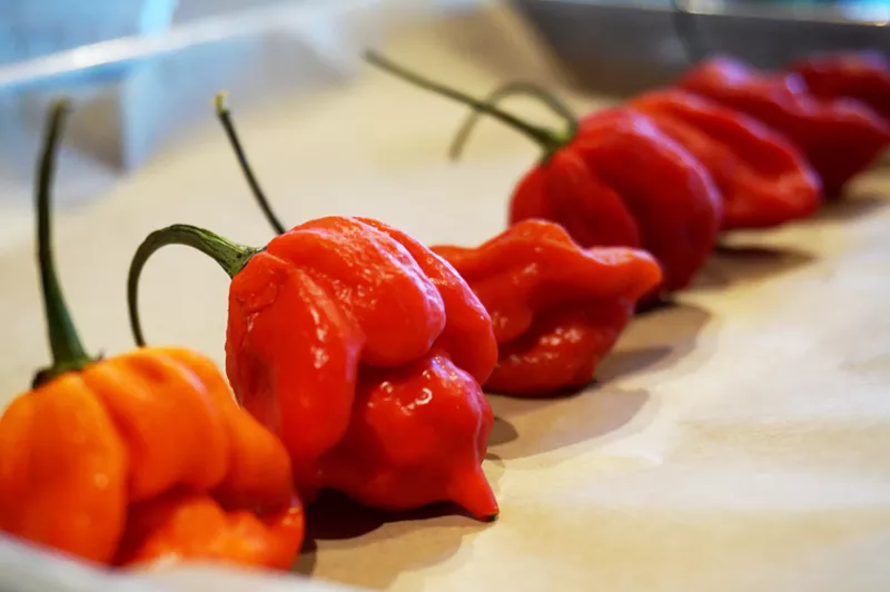 Image: Be careful — you might get stung by the Trinidad scorpion.