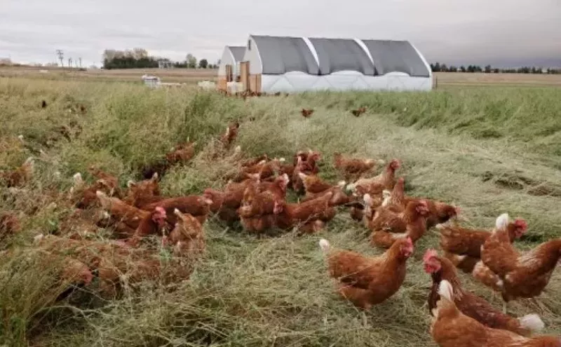 Image: There's Actually a High Season for Eggs — and It's Right Now