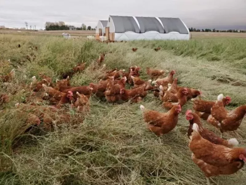 Image: These chickens are in full egg production mode this spring.