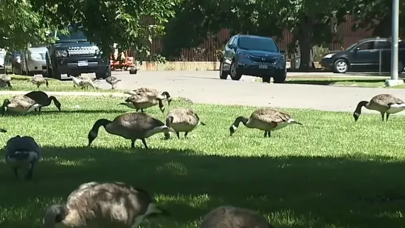 Image: Geese in Washington Park unaware they soon may become food.