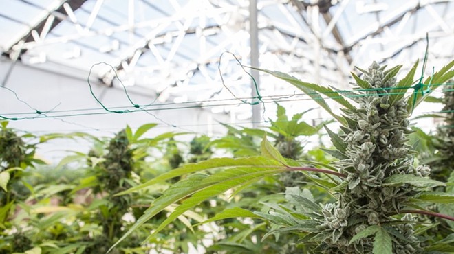 Marijuana plants grow inside of a greenhouse under daylight