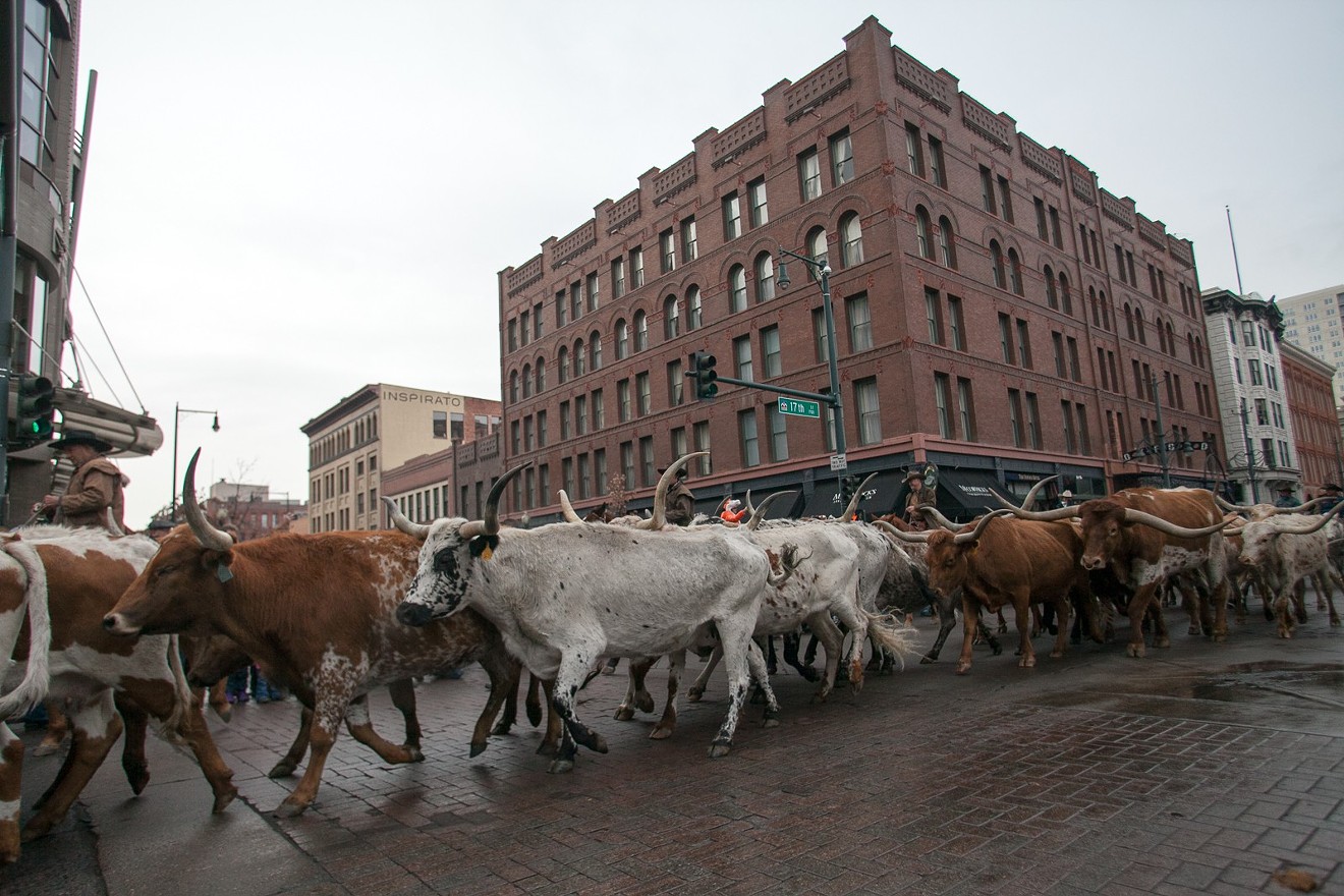 The streets belong to the steers this week.