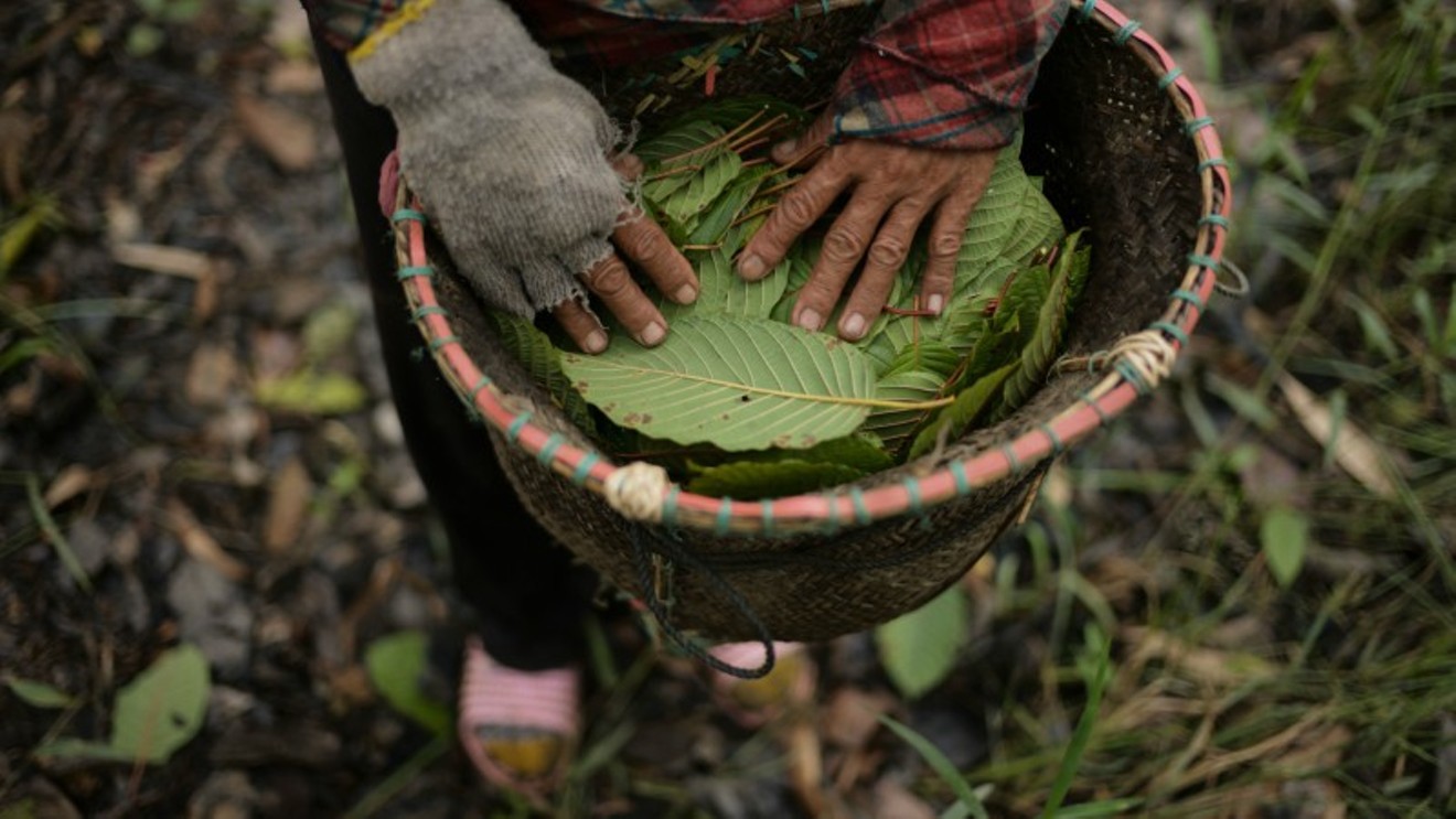 Unprocessed kratom harvested at a plantation in West Kalimantan, Indonesia.