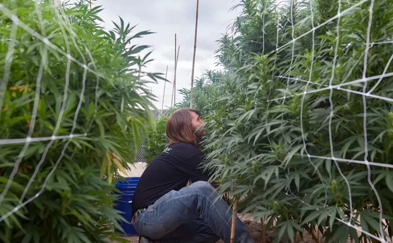 Image: Trump Tax Cuts Will Lead to Pot Industry Hiring Rush, Study Predicts
