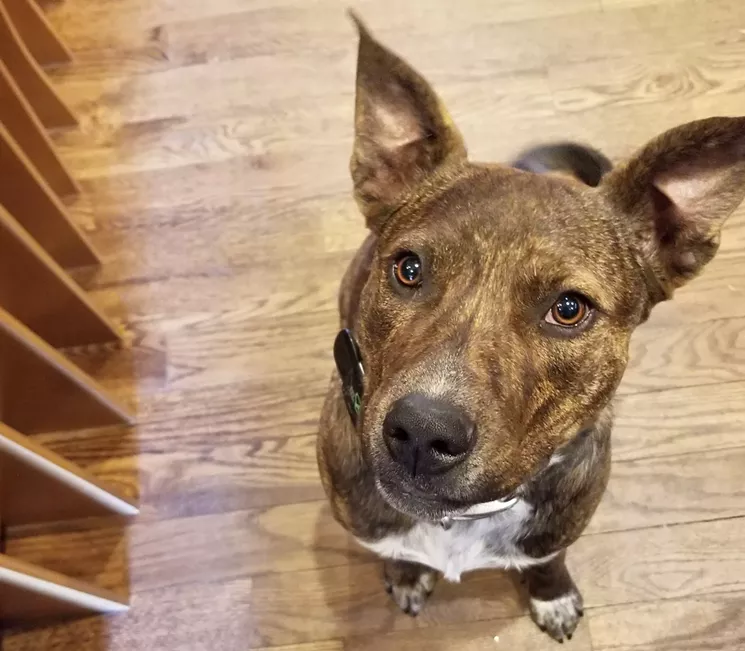 The shop dogs at Small Batch liquors may not be able to help you pick a perfect bottle, but their humans can. - KRISTA KAFER