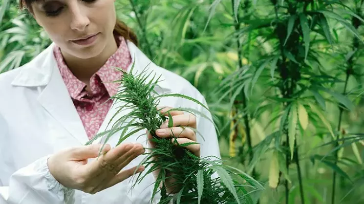 The federal government still classifies marijuana as a substance with no medical value. - ISTOCK/CYANO66