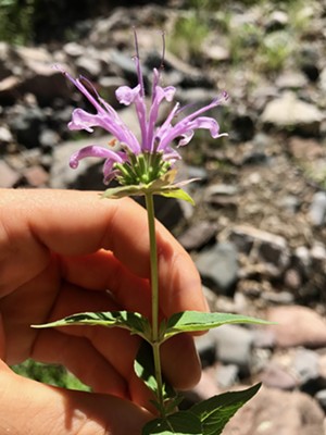 Bee balm has a distinct herbal aroma and purple flowers. - COURTESY OF ERIN HATTLER