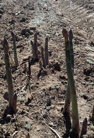 Asparagus poking out of the dirt at Miller Farms. - FACEBOOK/MILLER FARMS