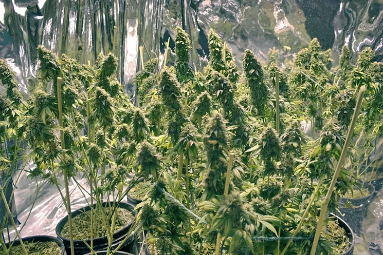 Coloradans are legally allowed to have private marijuana cultivations in their homes if they are 21 and older. - FLICKR/MARK EGGROLE