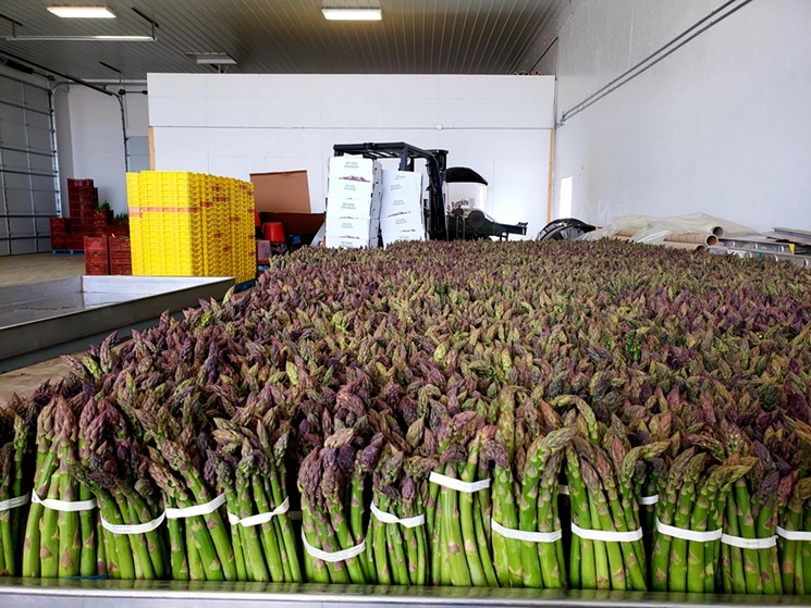 Kiowa Valley Organics' asparagus ready to be boxed and sent to buyers. - LINNEA COVINGTON