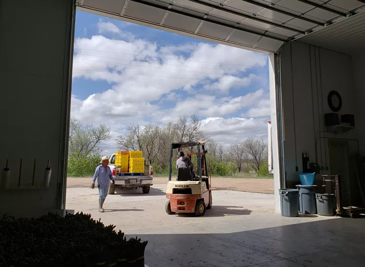 A delivery of freshly picked asparagus ready to be sorted and processed at the farm's small facility. - LINNEA COVINGTON