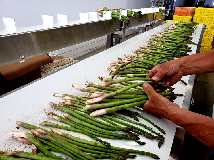 Bundling asparagus in one-pound bunches at Kiowa Valley Organics. - LINNEA COVINGTON
