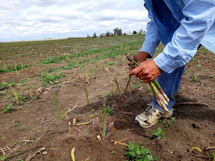 You need a special tool to dig in the ground and cut single stalks of asparagus. It's a labor-intensive job, but one that yields tasty results. - LINNEA COVINGTON