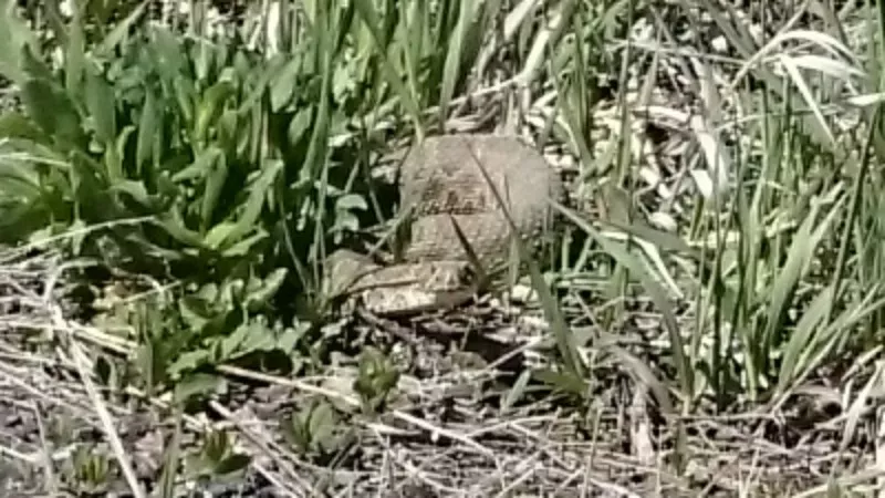 This rattlesnake was spotted by yours truly in the Ken-Caryl Ranch area earlier this month. - PHOTO BY MICHAEL ROBERTS