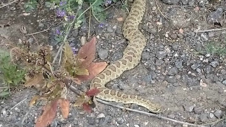 Another rattlesnake as seen in the Ken-Caryl Ranch area circa 2017. - PHOTO BY MICHAEL ROBERTS