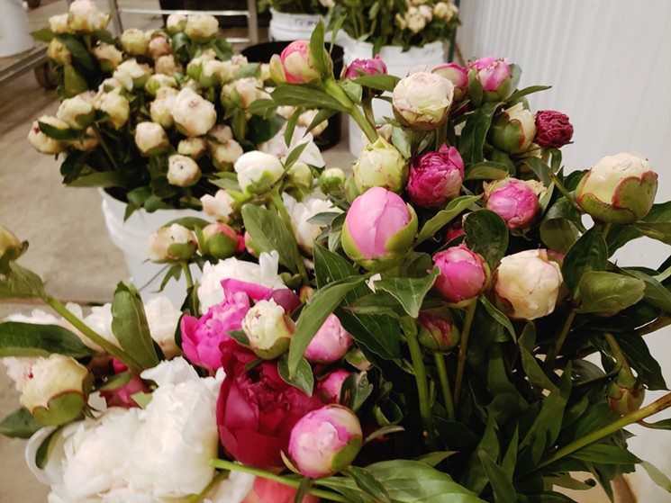 Peonies cooling in the walk-in refrigerator at the Fresh Herb Co. - LINNEA COVINGTON
