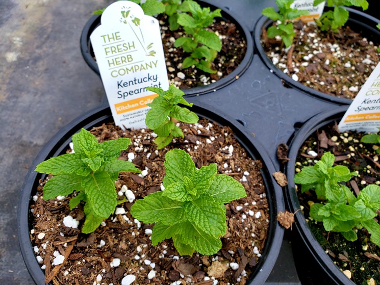 Kentucky spearmint is one of many herbs grown by the Fresh Herb Co. - LINNEA COVINGTON