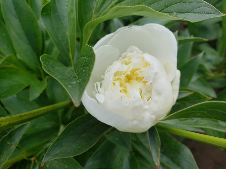 One blossoming peony at the Fresh Herb Co. - LINNEA COVINGTON