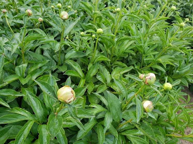 Peonies in the "marshmallow" stage of growth, the perfect time to pick. - LINNEA COVINGTON