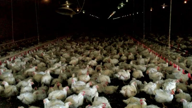 The Humane League says chickens raised for McDonald's are often kept in filthy, overcrowded conditions. - PHOTO COURTESY OF MERCY FOR ANIMALS