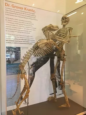 Grover Krantz, a professor of physical anthropology at Washington State University, left his remains and those of his 160-lb Irish wolfhound Clyde to the Smithsonian’s National Museum of Natural History. Posed here, as in life, their skeletons help teach human and nonhuman skeletal anatomy in relation to biomechanical function. - LAURA KRANTZ