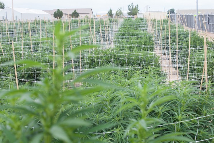Outdoor cannabis cultivations are all the rage in Pueblo County, partly in thanks to Pace's efforts. - JACQUELINE COLLINS