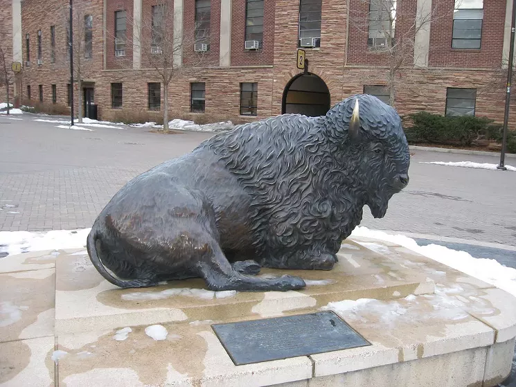 CU Boulder's beloved Ralphie. - KEN LUND AT FLICKR
