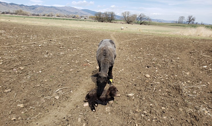 A ewe and her baby. - LINNEA COVINGTON