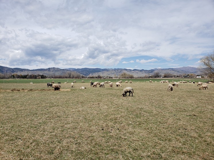 The herd of sheep at Black Cat Farm features 144 ewes. - LINNEA COVINGTON