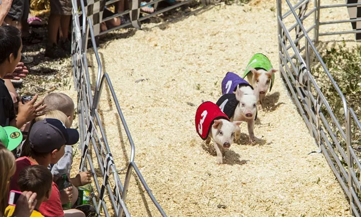 Four little piggies on their way to market at the Colorado BBQ Challenge. - COURTESY COLORADO BBQ CHALLENGE