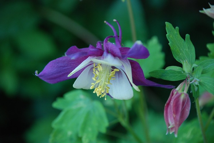 Expect to see columbines galore on Colorado's trails. - CAROLINE JEWEL, FLICKR