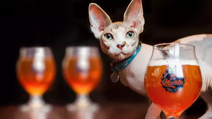 Cat-ernize with other feline lovers at the Denver Dumb Friends League Catwalk. - COURTESY OF THE DENVER DUMB FRIENDS LEAGUE