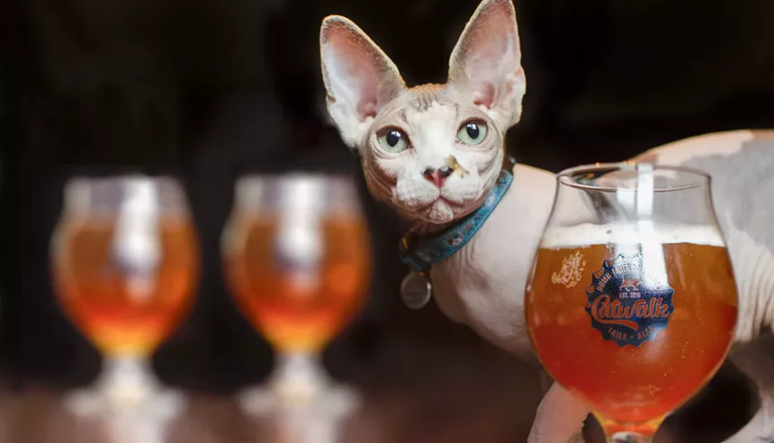 Jedi is normally a wine drinker, but he's been getting into beer lately. - COURTESY DENVER DUMB FRIENDS LEAGUE